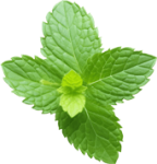 Mint-05 Mint-05