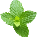 Mint-05
